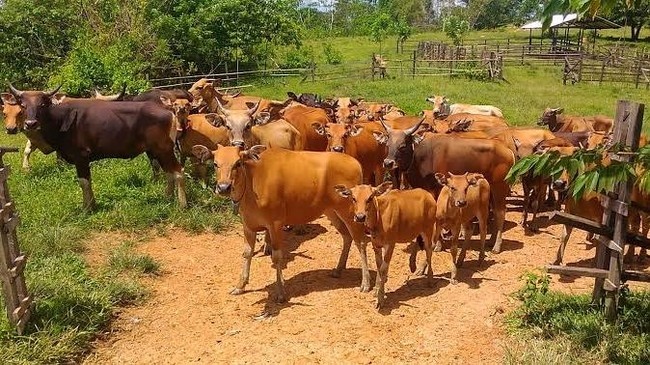 Bali Didorong Jadi Sentra Sapi Unggul dan Berdaya Saing