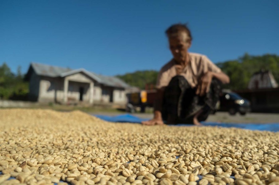 Petani Ngada Teguh Merawat Kopi Arabika hingga Mendunia