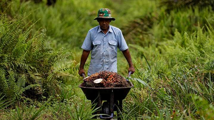 Harga TBS Sawit Stabil: Harapan Petani di Kabupaten Mukomuko Menjelang Lebaran