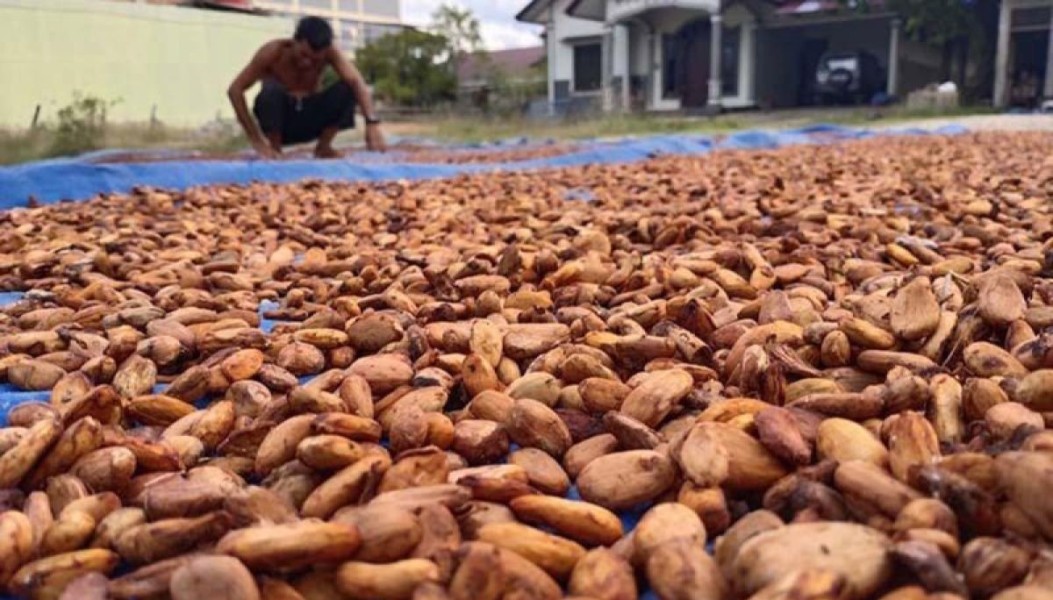 Update Harga Kakao di Gayo Lues, Petani Tetap Semangat Bercocok Tanam