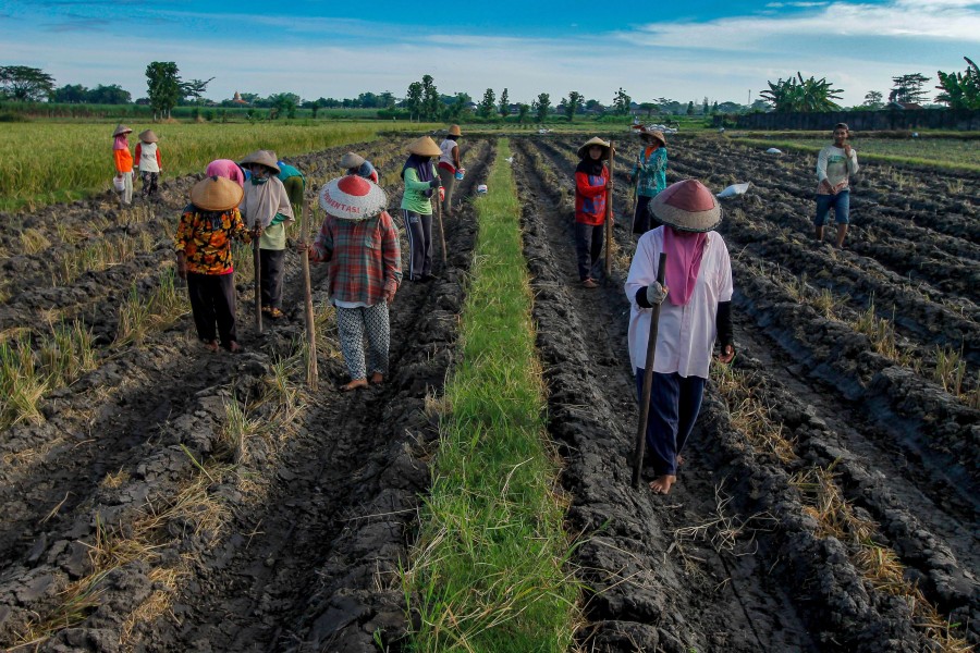 Prediksi BMKG: Musim Kemarau 2025 di Indonesia Dimulai Setelah April