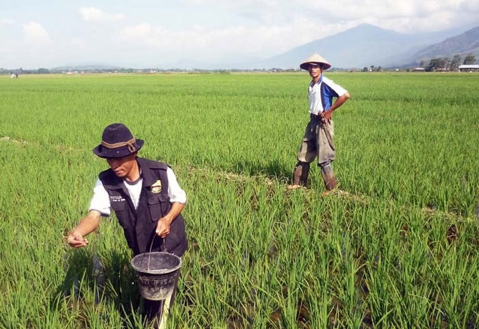 Pemerintah Turunkan Harga Pupuk Ringankan Beban Petani Pemerintah Turunkan Harga Pupuk Ringankan Beban Petani