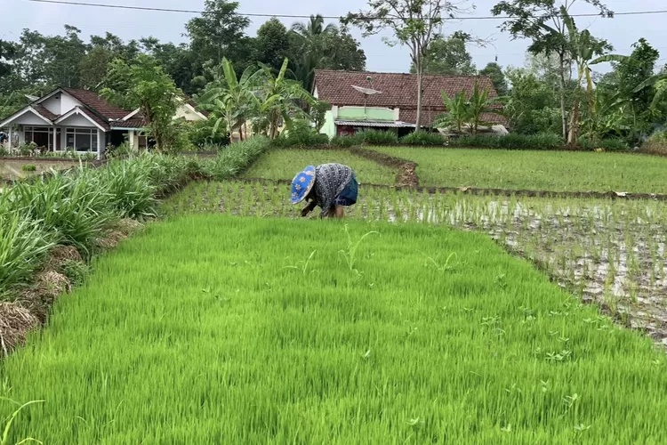 Harga Pupuk Subsidi Turun, Petani Lumajang Rasakan Manfaat Besar Harga Pupuk Subsidi Turun, Petani Lumajang Rasakan Manfaat Besar