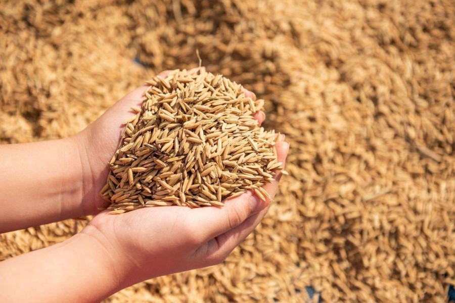 Pemerintah Jaga Harga Gabah untuk Petani