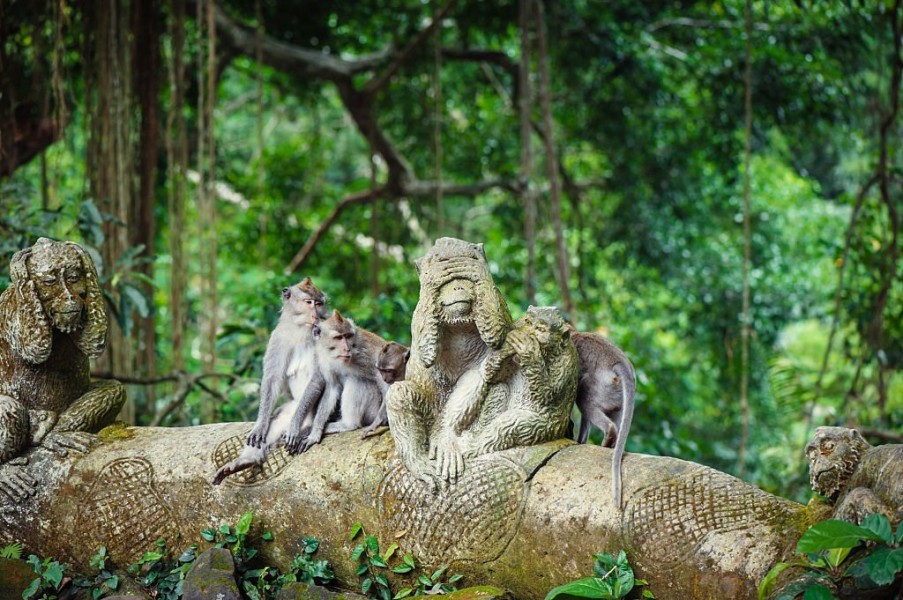 Pesona Hutan Monyet Ubud Bali Terbaru Pesona Hutan Monyet Ubud Bali Terbaru