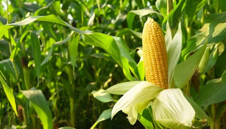 Petani Tegaldlimo Beralih Tanam Jagung Hadapi Puncak Kemarau