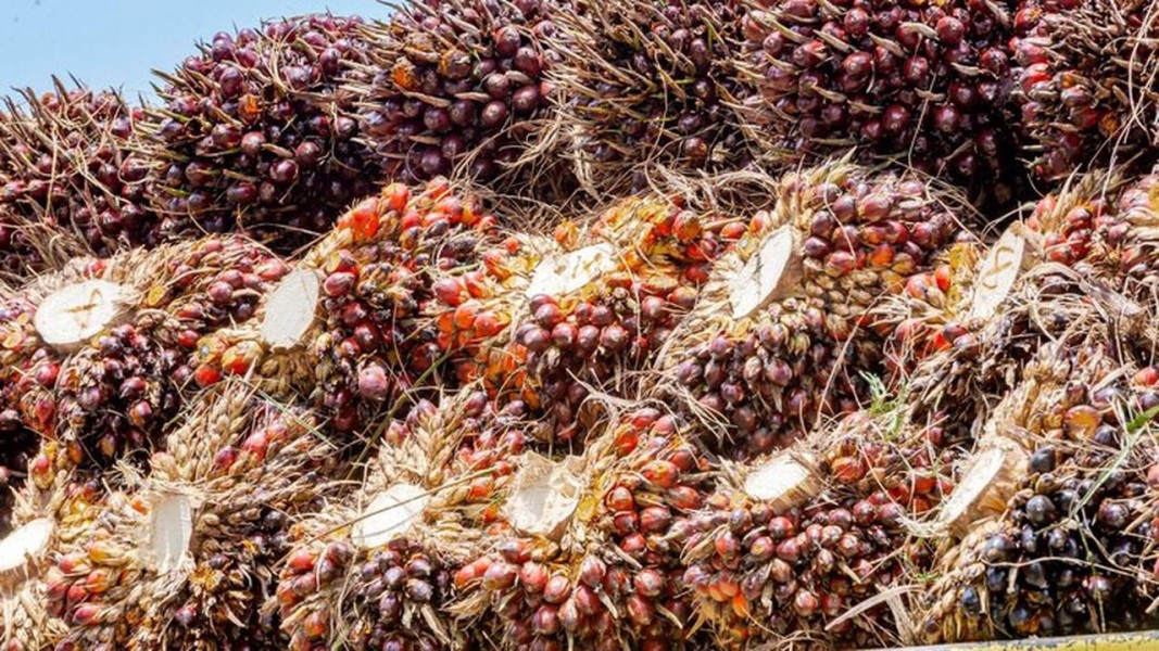 Harga Minyak Sawit Menguat Signifikan Didorong Permintaan Musiman Tinggi