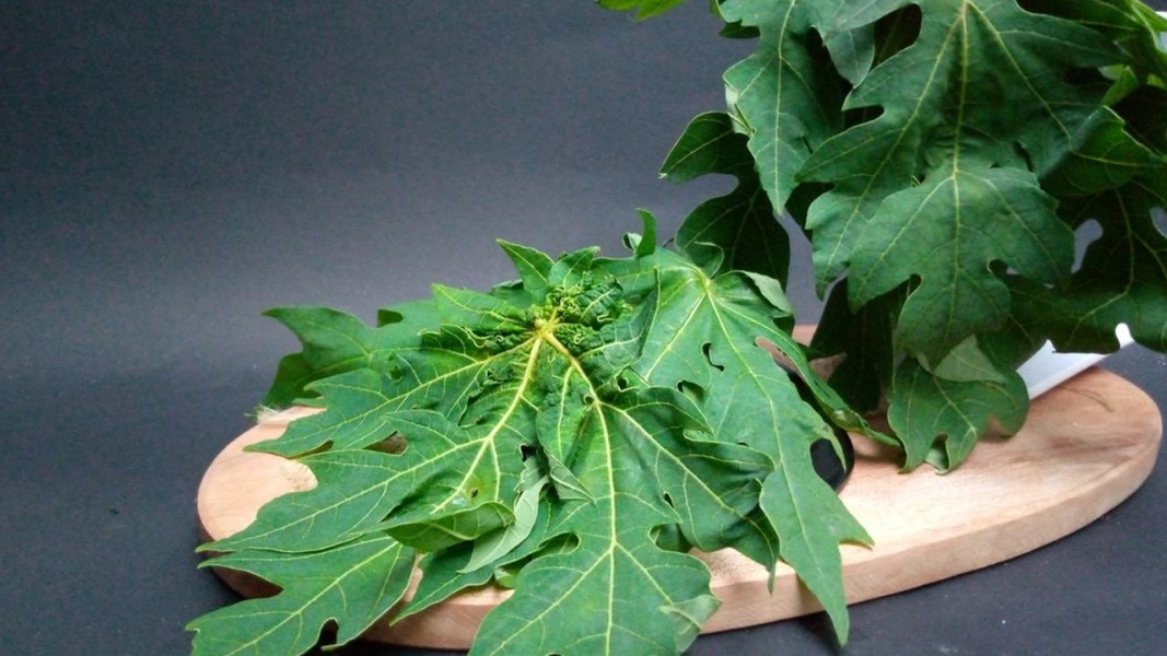 Tips Mengolah Daun Pepaya Agar Tidak Pahit dan Tetap Bergizi