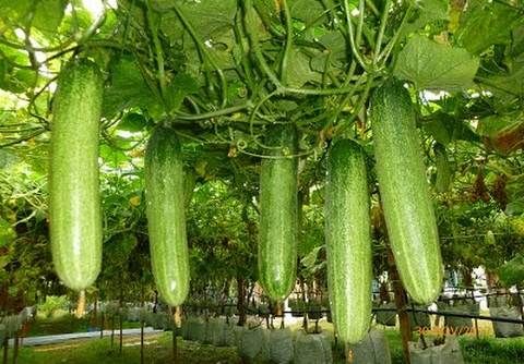 Dandi: Petani Mentimun Mamuju yang Terus Berjuang dengan Keteguhan di Tengah Tantangan