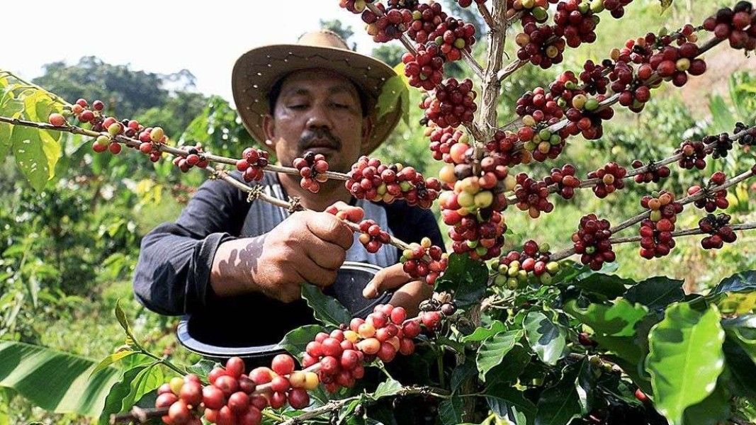 BBM Langka, Petani Kopi Terancam