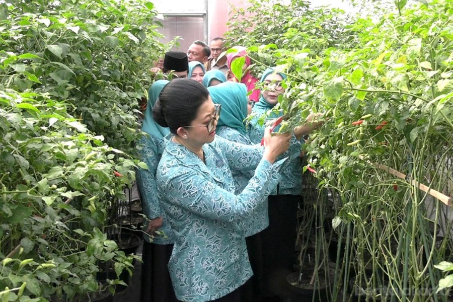Pemprov DKI Perkuat Pertanian Perkotaan Lewat Program Urban Farming Modern
