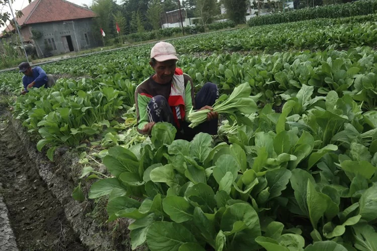 Potensi Budidaya Sawi Dorong Penguatan Ekonomi Petani Tulungagung
