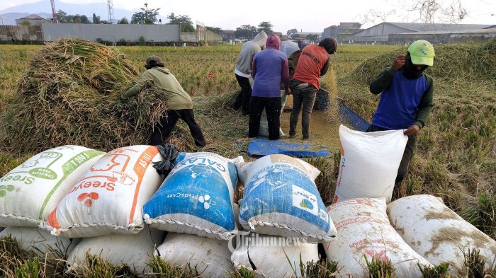 Bulog Sulteng Ditugaskan Khusus Serap Beras Petani untuk Percepat Target Nasional 3 Juta Ton