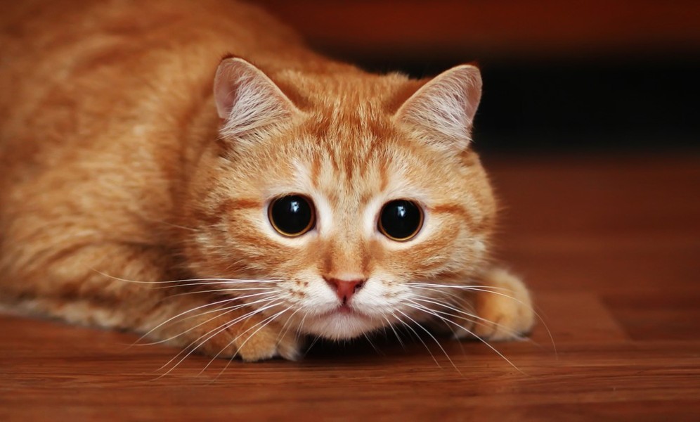 Cara Tepat Membantu Kucing Kurangi Rasa Takut dan Cemas