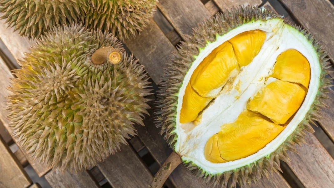 10 Cara Memeram Durian Agar Manis dan Matang Sempurna di Rumah