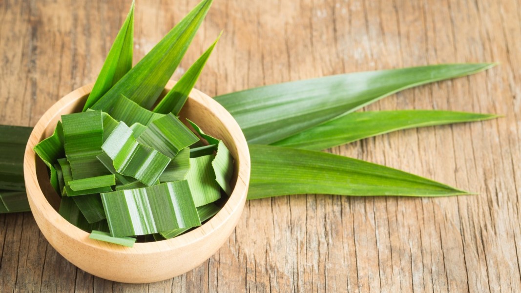 7 Khasiat Daun Pandan yang Penting bagi Tubuh dan Mudah Diterapkan Sehari-Hari