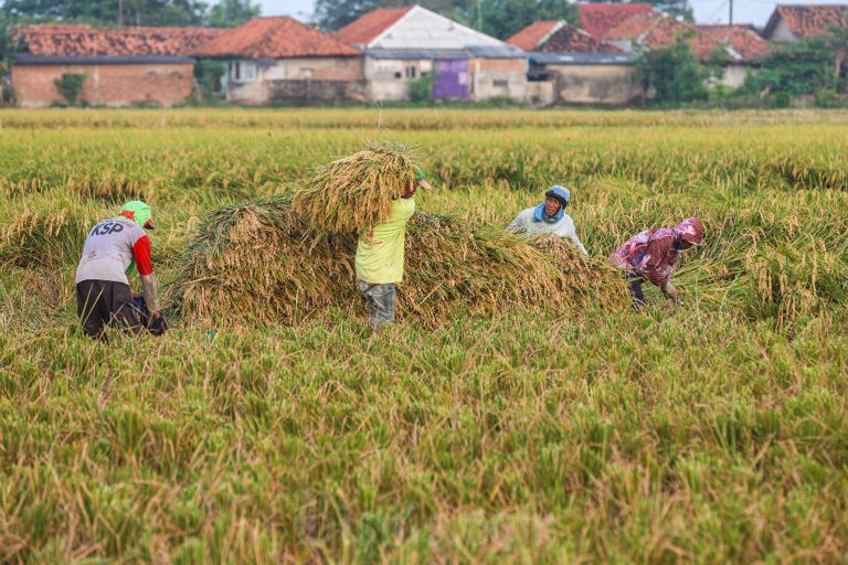 BPS Catat NTP November 2025 Turun, Komoditas Perkebunan Jadi Penyebab Utama