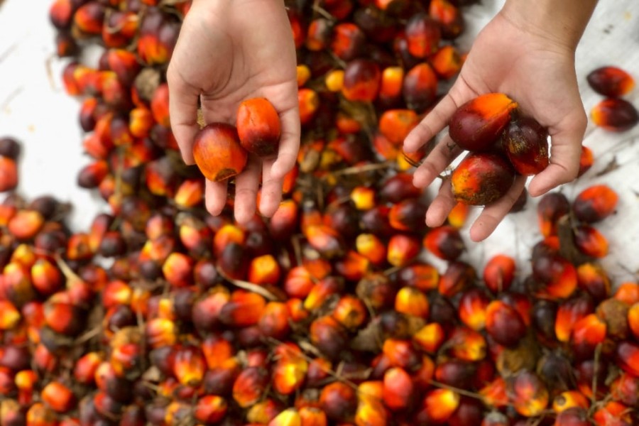 Kenaikan Harga Berondolan Sawit Singkil Tingkatkan Pendapatan Petani