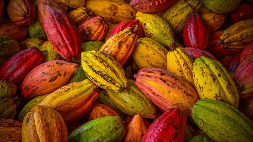 Sabang Jadi Basis Ekspor Kakao, Mentan Amran: Serangan Balik ke Pasar Eropa