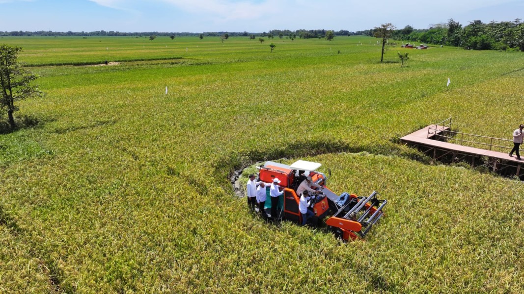 Peran Offtaker Menjamin Serapan Gabah Dan Stabilitas Petani