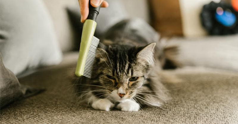 Kebahagiaan dan Tanggung Jawab di Balik Memelihara Hewan Peliharaan