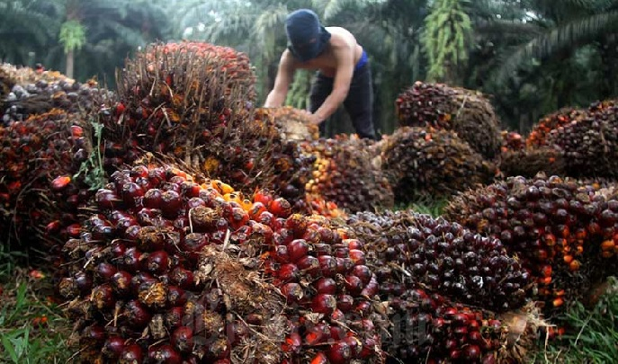 Stabilitas Harga TBS Sawit Jambi Terjaga pada Periode Awal Tahun 2026