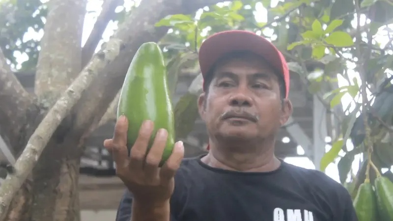 Alpukat Siger Lampung Dongkrak Ekonomi Petani Desa Gunung Mas