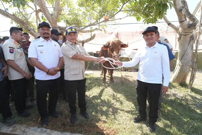 Mendagri Serahkan 1.455 Sapi Bantuan Presiden Prabowo Untuk Warga Provinsi Aceh