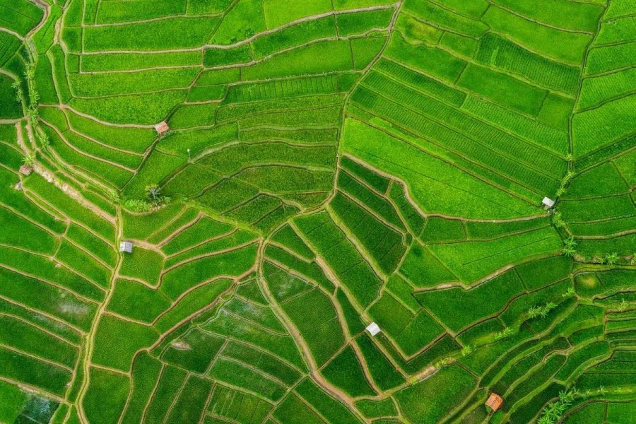 Kolaborasi Jerman-Indonesia Dorong Pendapatan Petani Naik