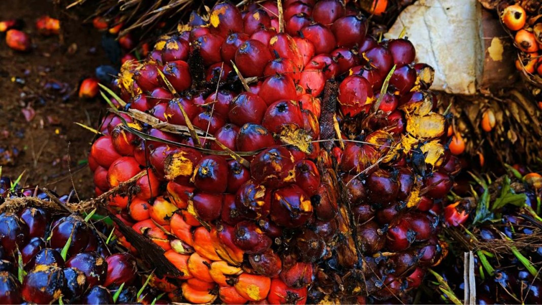 Harga TBS Sawit Riau Periode Terbaru Berlaku Hingga Pertengahan Januari 2026