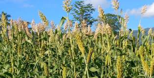 PLN Kembangkan Sorgum Sebagai Sumber Energi Hijau Sukabumi