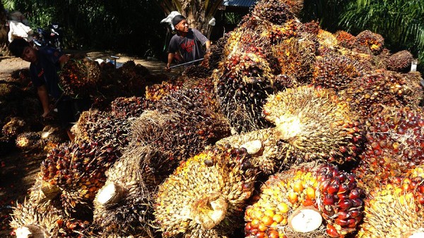 Kenaikan Harga Sawit Sumut Dipicu Lonjakan CPO, Petani Dapat Manfaat