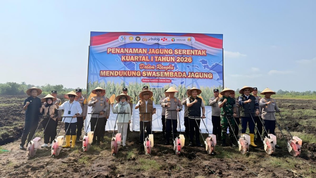 Transformasi Lahan Tidur Jadi Kebun Jagung Produktif Pertanian Nasional