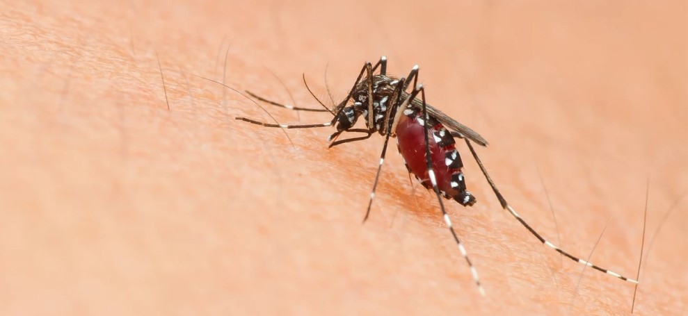 Waspada Chikungunya: Potensi Ancaman Global Meningkat
