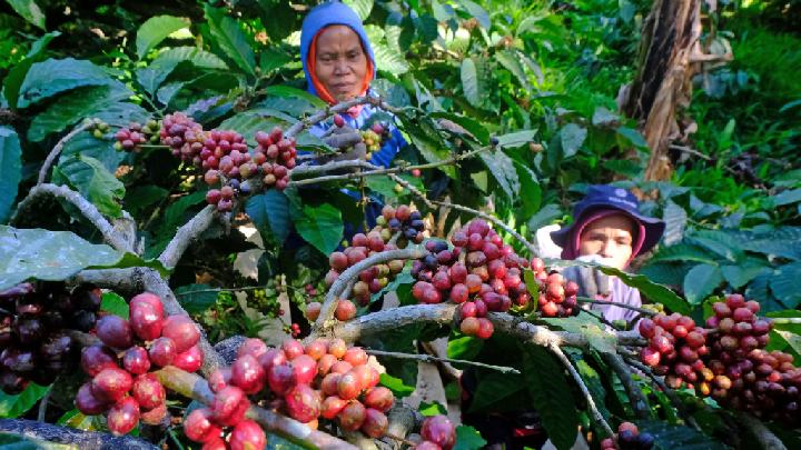 Harga Biji Kopi Robusta di Tingkat Petani Mencapai Rp95.000 per Kilogram: Lonjakan Harga pada Musim Panen 2025