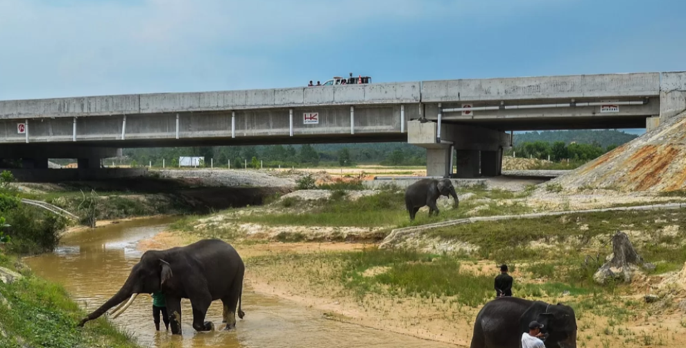 Hutama Karya Hadirkan Solusi Aman Gajah Sumatra