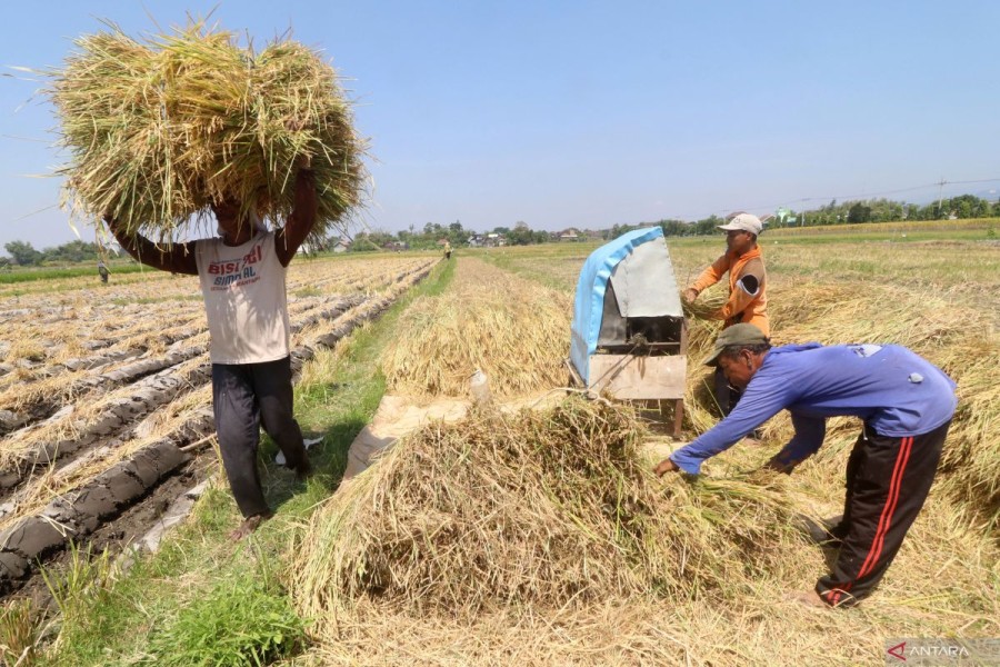 Koperasi Jadi Andalan Petani di Tengah Ketidakpastian Pasar