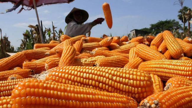 Produksi Jagung Nasional Meningkat Signifikan, Stok Pangan Aman Tahun Ini