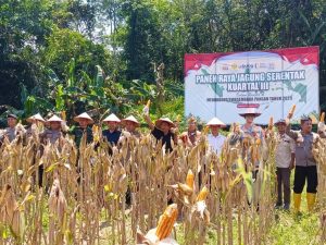 Polres Tabalong Hadir Dukung Produktivitas Petani Dalam Kegiatan Panen Raya Jagung