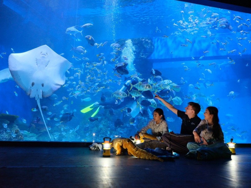 Jakarta Aquarium: Wisata Edukasi dan Hiburan Keluarga