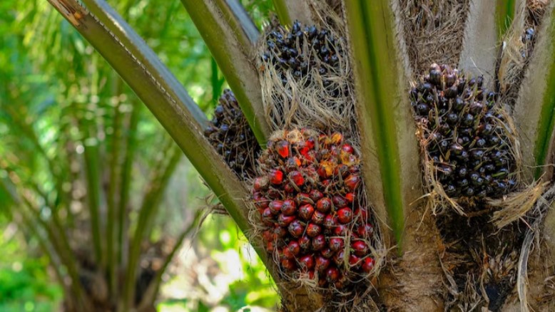 Optimisme Pengusaha Sawit Indonesia Tidak Tergoyahkan oleh Tantangan Global