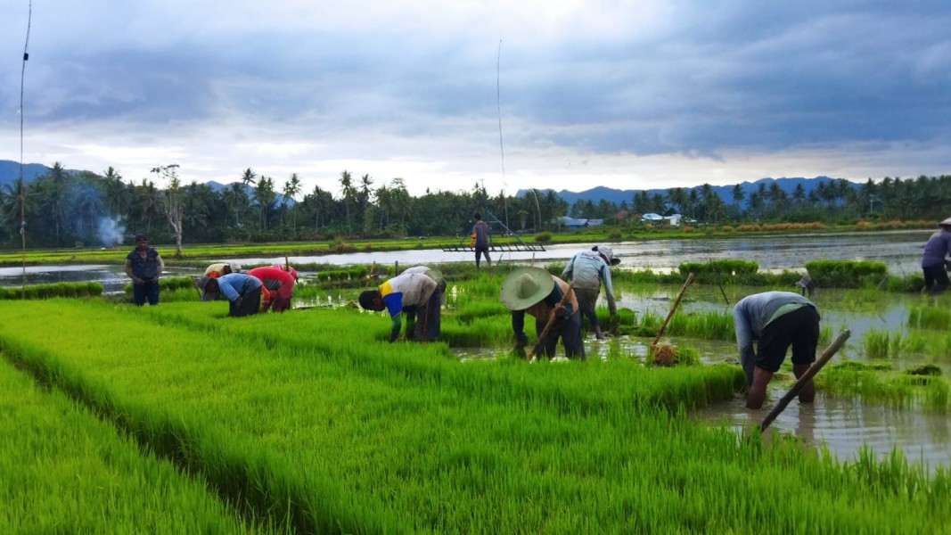 Musim Tanam Dimulai, Petani Terusan Optimistis Raih Panen Padi Melimpah Berkat Curah Hujan dan Dukungan Pemerintah