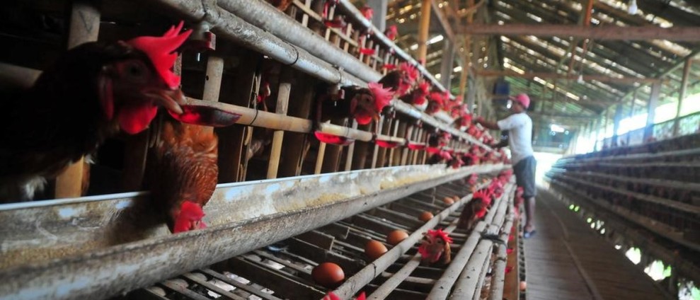 Daftar Harga Telur Ayam Ras Stabil, Kualitas Terjamin Untuk Konsumen