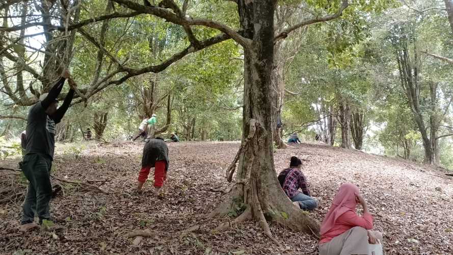 Penurunan Panen Cengkeh di Natuna: Seruan Petani untuk Respons Pemerintah