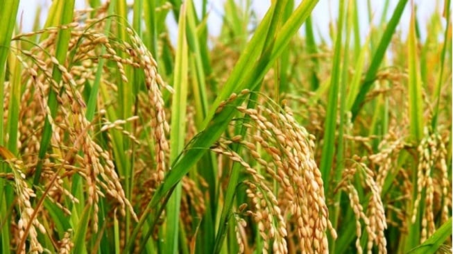 Petani Tabanan Dapat Dukungan Besar dari Pemerintah untuk Benih Padi