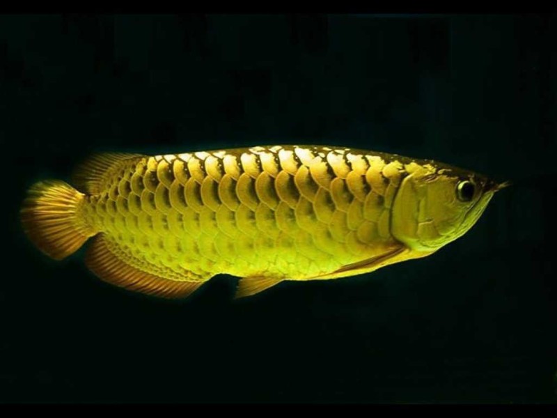 Daftar Lengkap Harga Ikan Arwana Paling Mahal di Dunia