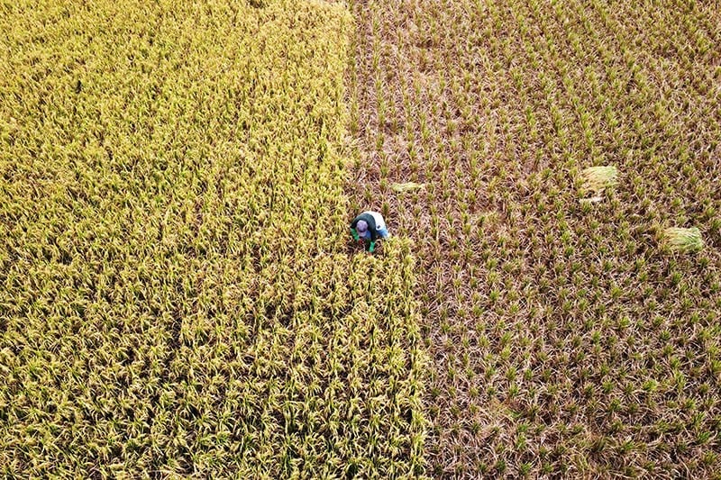 Panen Raya Padi 2026: Langkah Pemerintah Dukung Produksi Beras Lebih Optimal