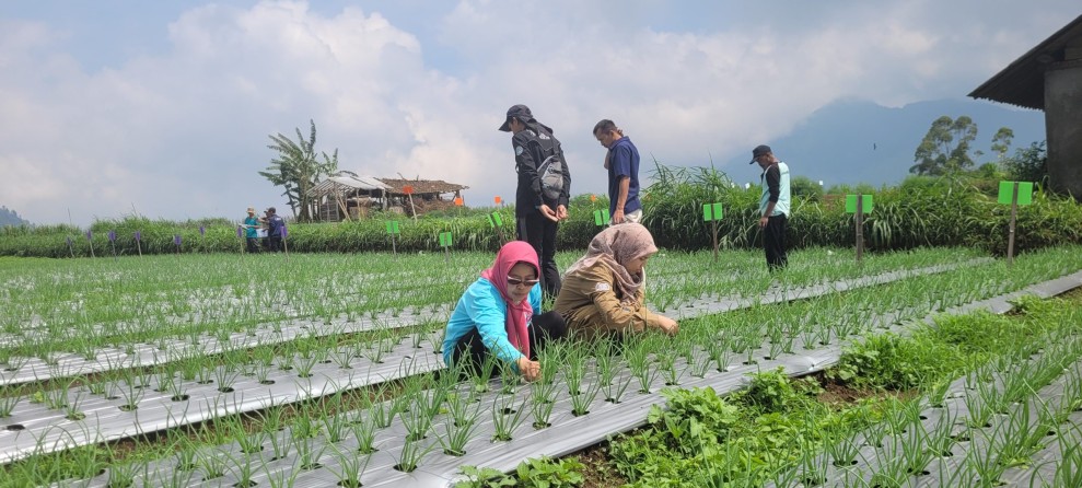 Petani Kalimantan Barat Beralih ke Pertanian Ramah Lingkungan untuk Mengatasi Dampak Pemanasan Global