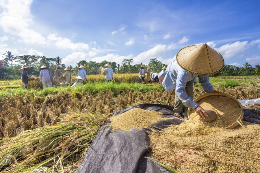 NTP Petani RI Tembus Level 124,36 Sepanjang September 2025