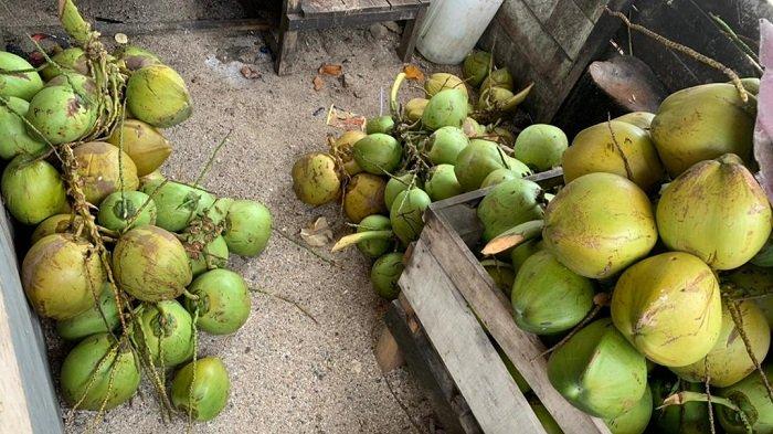 Manfaat Buah Kelapa yang untuk Kesehatan dan Kandungannya